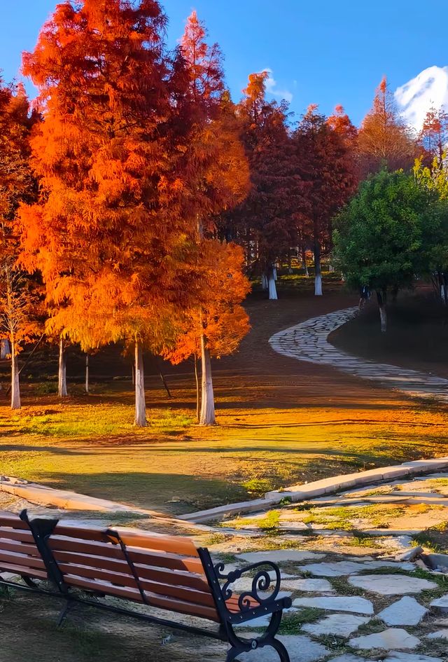 昆明冬日裡的紅色浪漫之旅,這裡的冬天不是白雪皚皚,而是被紅杉染成一片絢麗的紅色海洋~ 住宿推薦 昆明冬日裡的紅色浪漫之旅,這裡的冬天不是白雪皚皚,而是被紅杉染成一片絢麗的紅色海洋~ 住宿推薦