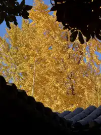 11.29實拍!月湖銀杏黃啦!真的好好看