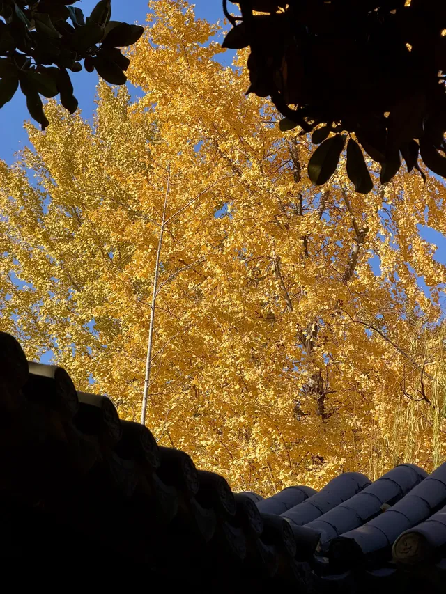 11.29實拍!月湖銀杏黃啦!真的好好看 11.29實拍!月湖銀杏黃啦!真的好好看