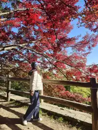 留住秋天的一百種方式之莫干山的楓葉