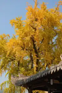 永嘉銀杏王超出片機位!!!