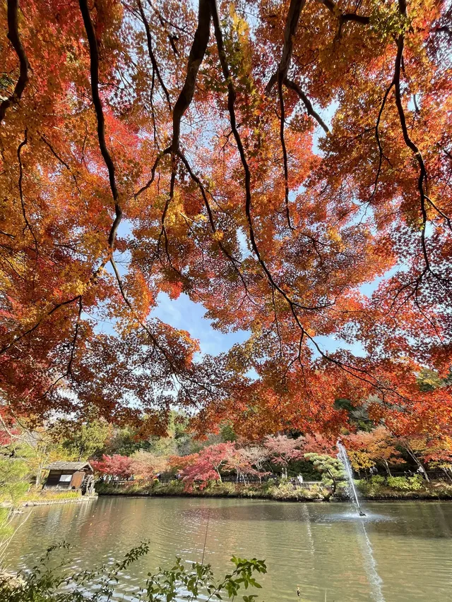 名古屋紅葉 東山植物園2025.11.27 名古屋紅葉 東山植物園2025.11.27