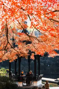亭林公園楓葉紅透啦