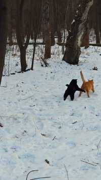 【長春·淨月潭|一座藏在城市裡的雪國森林】