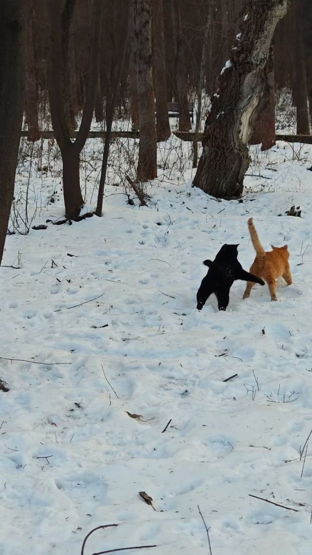 【長春·淨月潭|一座藏在城市裡的雪國森林】 【長春·淨月潭|一座藏在城市裡的雪國森林】