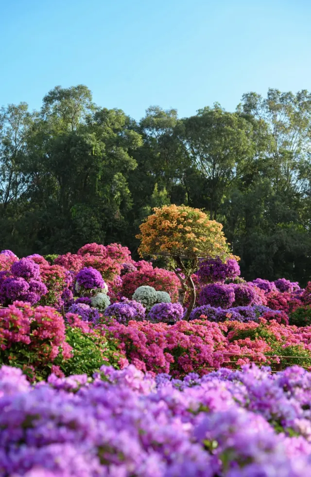 第43站｜深圳週末好去處•蓮花山公園