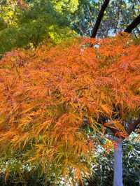 上海超冷門的絕美賞秋公園,免費開放卻鮮為人知!