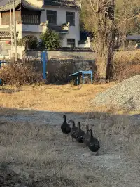 深圳週末出發不可錯過的徽州秋色（含攻略