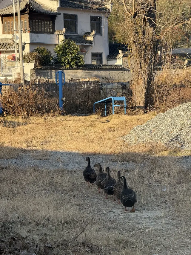 深圳週末出發不可錯過的徽州秋色（含攻略