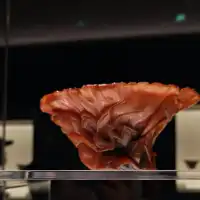 上博帶娃讀懂 “黑與犀” 的千年美學