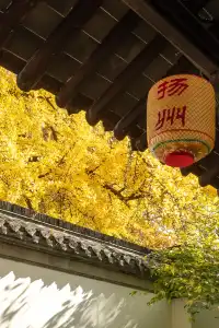 揚州的秋色真的值得專程去一趟