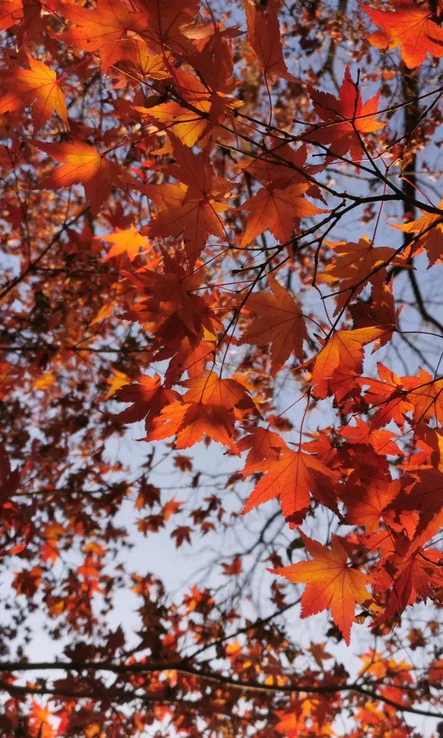 Live全屏打開最美楓葉神樹錯過等明年 Live全屏打開最美楓葉神樹錯過等明年