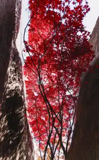東坪山上長在岩縫裡的紅葉。
