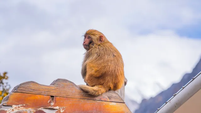 稻城亞丁拍到的各種野生動物 稻城亞丁拍到的各種野生動物