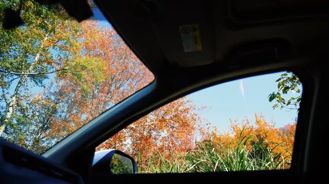 縉雲彩林秘境,冷門但絕美! 縉雲彩林秘境,冷門但絕美!