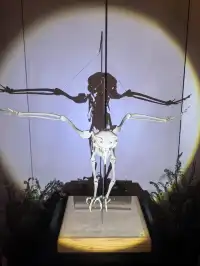 上海自然博物館中國恐龍大展 | 一眼看億年