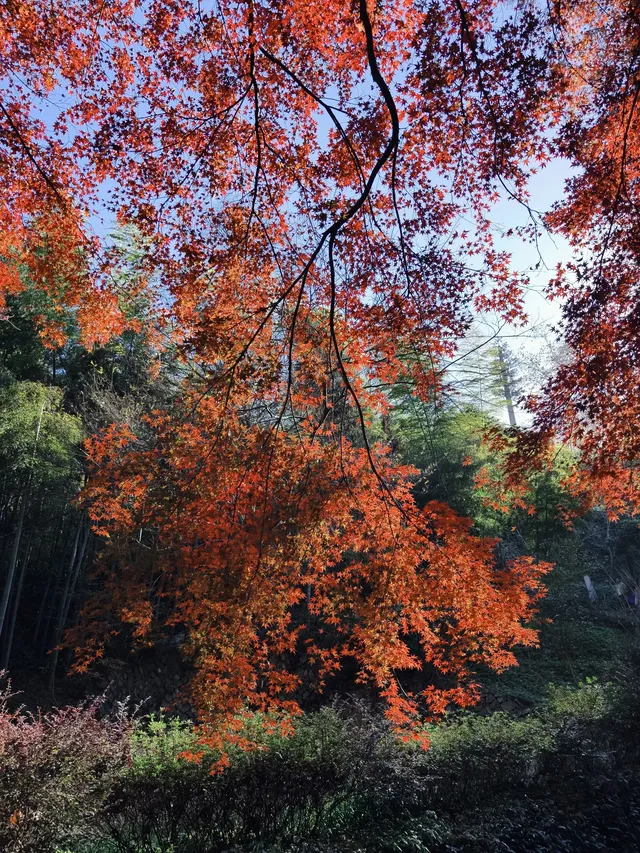 週末玩轉湖州莫干山 and 下渚湖濕地公園