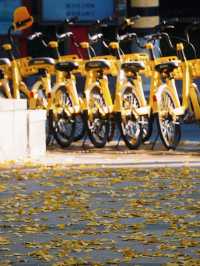 魔都小眾打卡！快看銀杏與聖誕樹撞了個滿懷