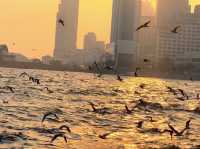 青島棧橋拍海鷗大片