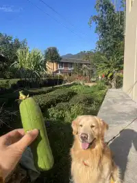 福建雲水謠|帶狗狗走進大魚海棠的童話世界