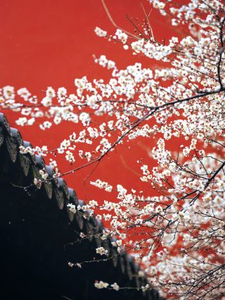 Bunga plum di Hangzhou mekar lebih awal di tahun 2026! Berikut adalah kumpulan 10 tempat menakjubkan untuk menikmati keindahan bunga plum, sangat cocok untuk Festival Musim Semi!
