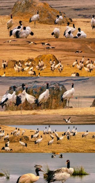 重慶発！週末に雲南へ鳥🦩を見に行こう～