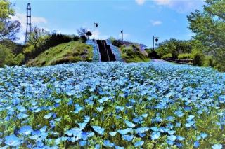 간토 꽃구경 명소 추천, 봄 한정 이중 색채 절경 선보여