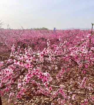 ดอกพีชกำลังบานสะพรั่งในตำบลหนานหยวน อำเภอหลินเซี่ย