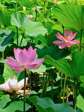 สายลมแห่งดอกบัวนำพาจิตวิญญาณของสุภาพบุรุษ เทพธิดาแห่งดอกไม้นำมาซึ่งความสงบสุขและความร่มรื่น