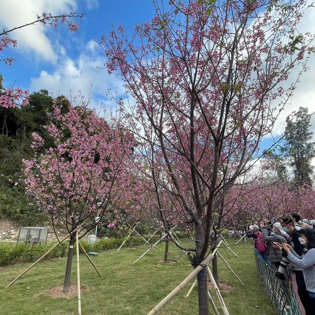 情人節櫻花樹下浪漫🌹合照🫶🏻情人節必去