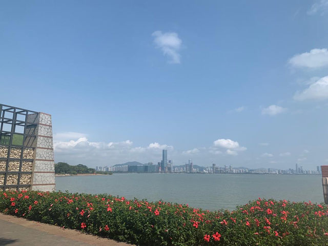 一年四季都有唔同花睇🌺🌸🪷深圳灣公園