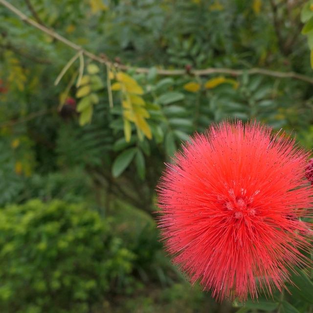 新北無菜單料理鳶山紅樓，6000坪景觀祕境