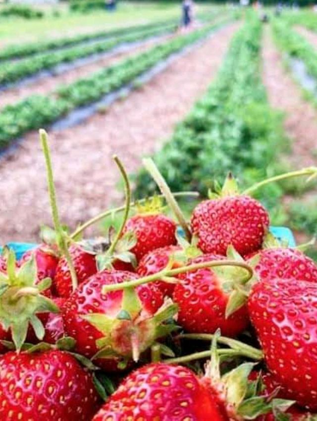 Starwberry Farm