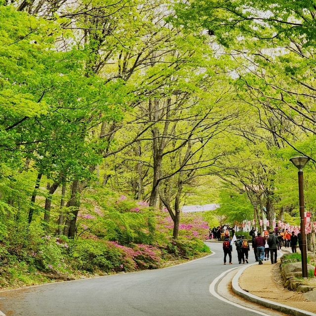 진달래와 철쭉이 가득한 봄소식과 함께 찾아온 비슬산 참꽃문화제