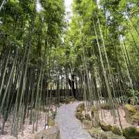 造訪原始竹林的陽明山咖啡廳