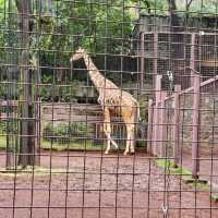 上野動物園～可愛熊貓包