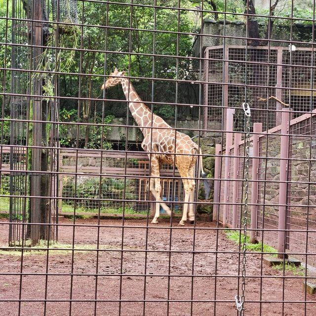 上野動物園～可愛熊貓包