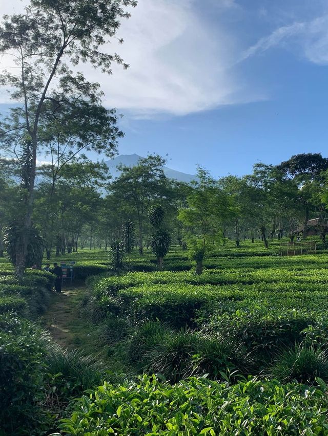 【インドネシア】茶畑で癒される “Keboen Teh Lawang”