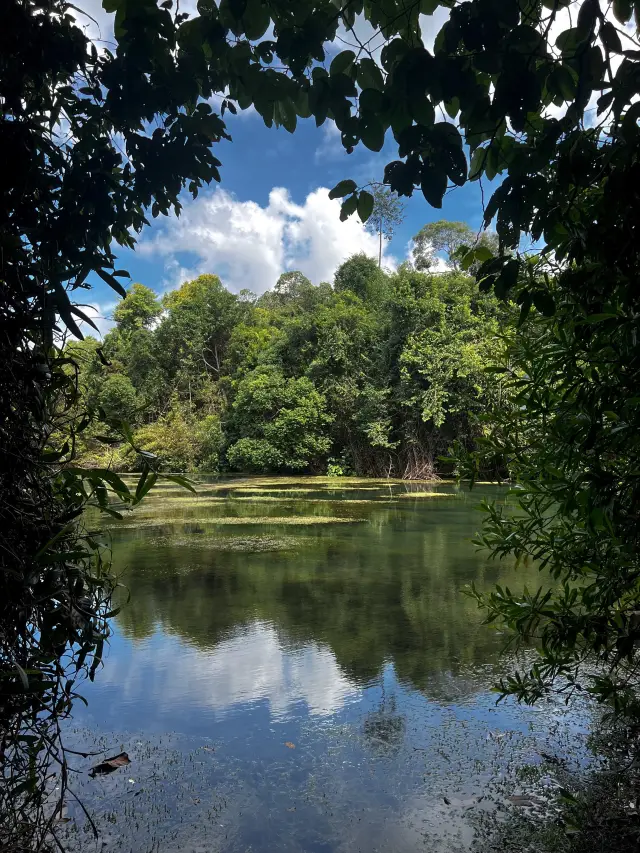 Back into nature - MacRitchie Nature Trail