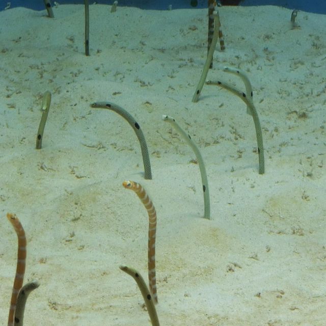 魚好きにはたまらない！美ら海水族館！