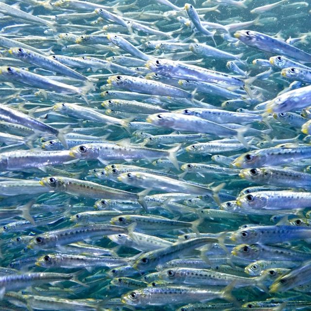 【海の世界】空飛ぶペンギン！サンシャイン水族館