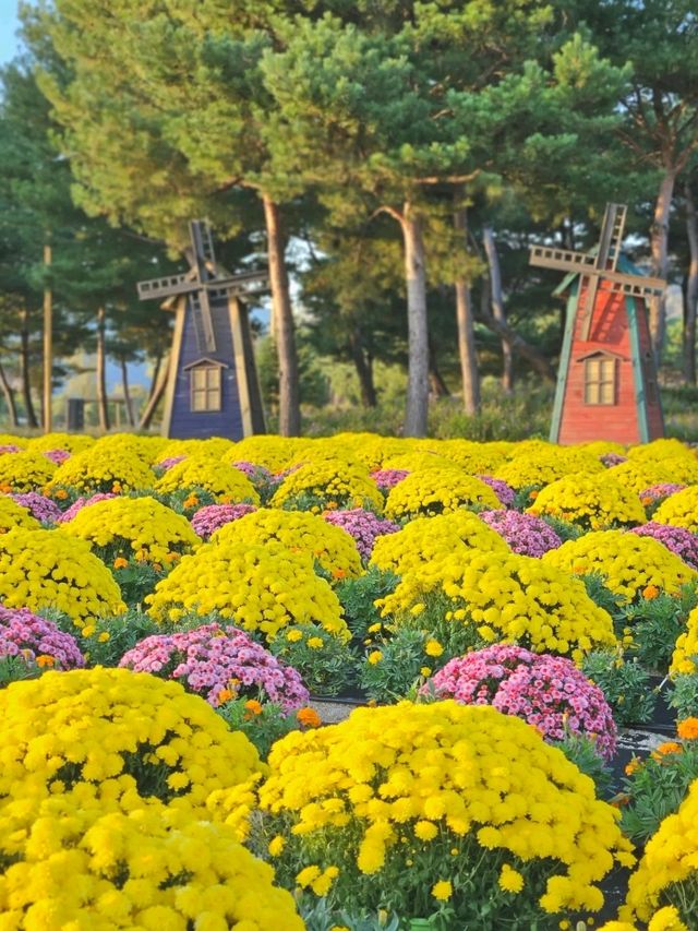 서울근교 당장 가야할 꽃동산 🌺 가평 자라섬
