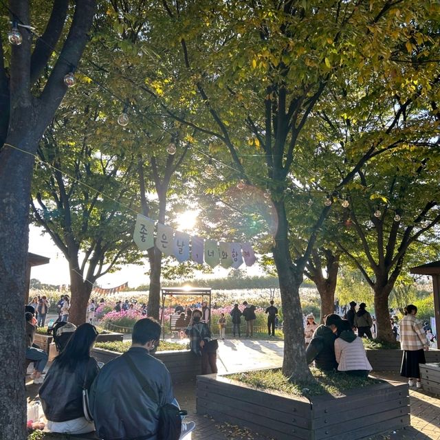 紫芒花盛開的天空公園🤩陽光灑落在紫芒花上