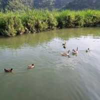 追尋宜蘭梅花湖的可愛鴨鴨🦆，環湖車車超古錐😍