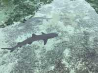 Baby Shark and Starfish point Karimunjava 
