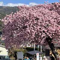 日本 河津 櫻花祭