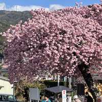 日本 河津 櫻花祭