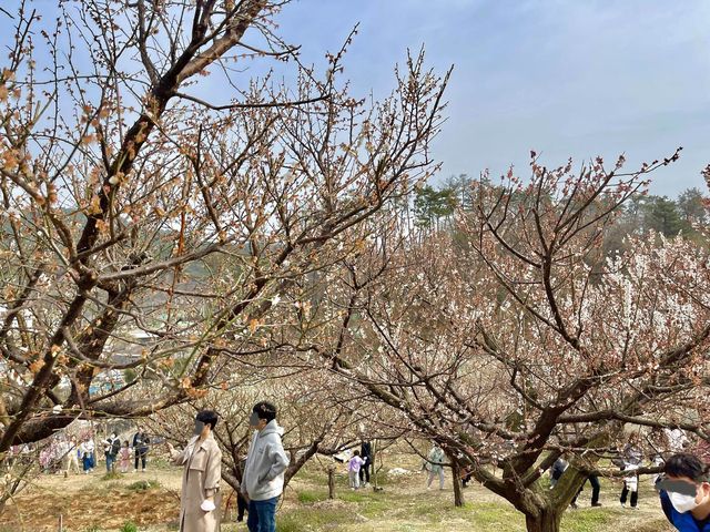 부산 매화꽃가득 기장 매화원 🌸