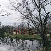 Beautiful park with around 3k sakura trees