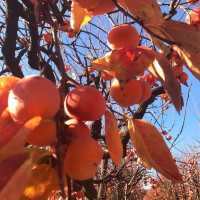 伯斯景點丨季節限定！金黃色大道柿子園Raeburn Orchards